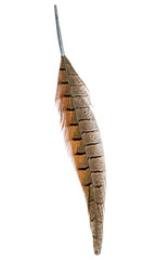 bird feather isolated on white background