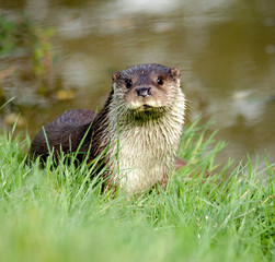 British Otter