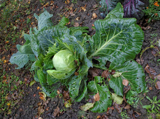 Green wet cabbage in autumn