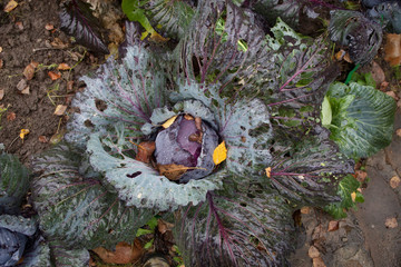 Red cabbage with large old leaves