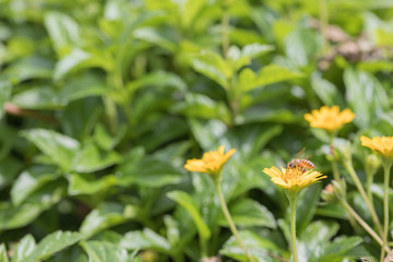 A beautiful bee on yellow flower with Nature background