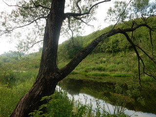  tree on the river bank