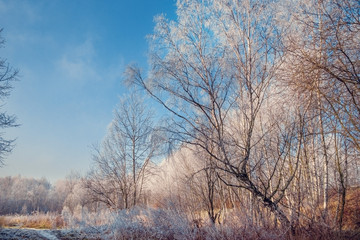 Winter trees covered with frost.