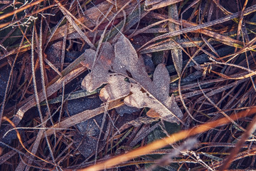 Dry leaves and grass on the ground covered with frost in winter.