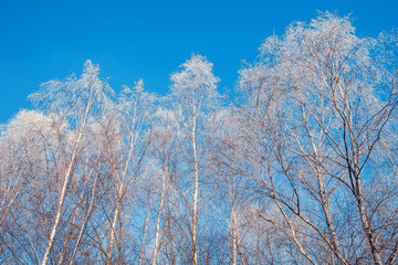 Winter trees covered with hoarfrost against the blue sky.