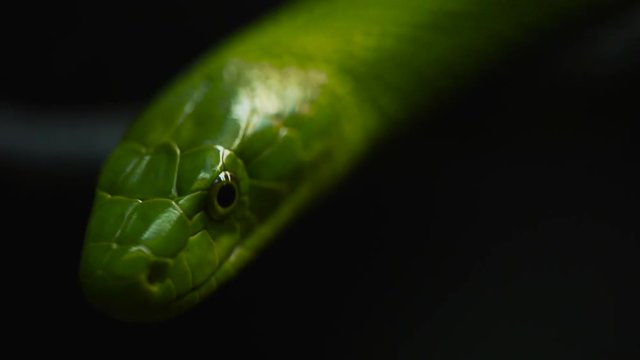 The eastern green mamba (Dendroaspis angusticeps), also known as the common mamba,