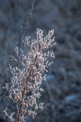 Plants in a winter field covered with frost