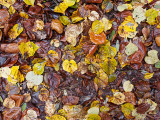 Herabgefallene regennasse Blätter im Herbst