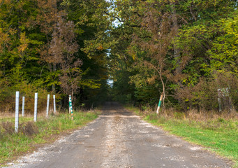 Obraz premium Road to the forest