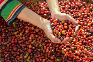woman unidentified coffee farmer is harvesting coffee berries in the coffee farm, Woman wearing traditional thai lanna people ,vintage style,Thailand