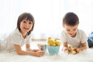 Fototapeta premium Cute little children, boy brothers, playing with ducklings springtime