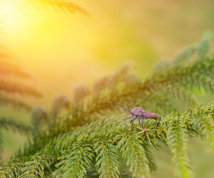 A bug on the pine tree.