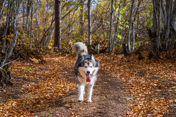 Naklejka na ściany i meble Cute Alaskan malamute dog enjoying the walk in a forest surrounded with trees and golden leaves