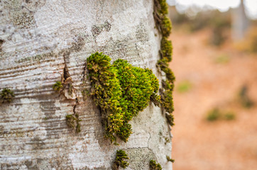 Moss on a tree in forest  - 181643572