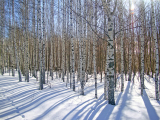 birch trees in the city park