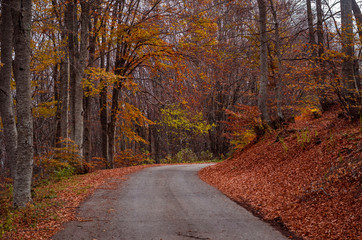 Mountain road with shadows surrounded with beautiful autumn trees and golden leaves - 181643760
