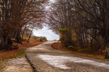 Mountain road with shadows surrounded with beautiful autumn trees and golden leaves - 181643936