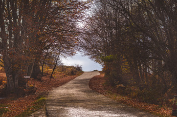 Mountain road with shadows surrounded with beautiful autumn trees and golden leaves - 181643942