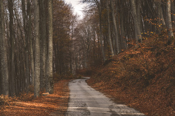 Mountain road with shadows surrounded with beautiful autumn trees and golden leaves - 181643988
