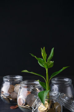 Plant growing on coins in glass jar