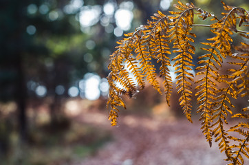 Piękne jesienne środowisko przyrody otoczone drzewami złote brązowe żółte liście - 181644383