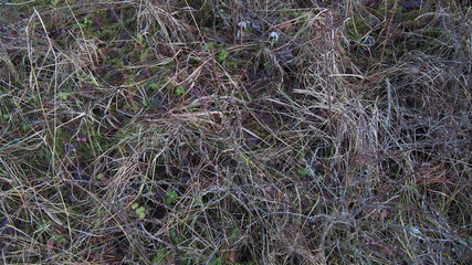 Fototapeta na wymiar Dead grass texture