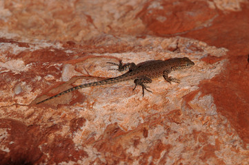 Lizard on rocks