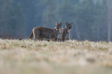 Cougar (Puma concolor