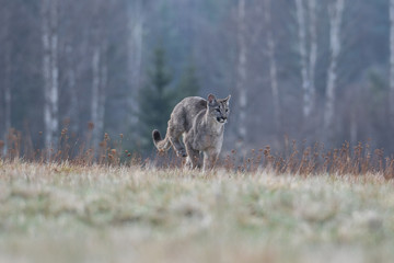 Cougar (Puma concolor