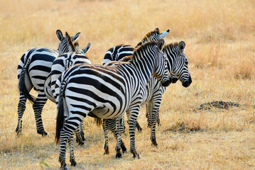 Fototapeta na wymiar African wildlife, Kenya