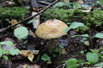 Mushrooms and the knife