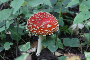 Mushrooms and the knife