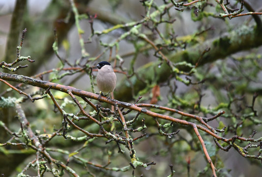 Dompfaff auf Apfelbaum 