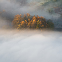 Obraz na płótnie Canvas Morning light shining on a group of tree's poking out of a cloud of mist in the English Lake District.