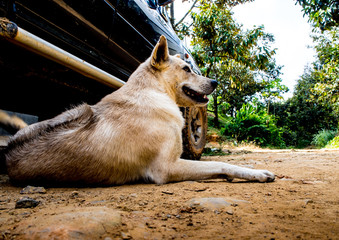Dog recumbent on ground near the pickup truck © Satakorn
