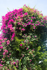 Obraz premium Bougainvillea flowers in the sky
