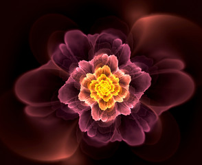 abstract flower fractal shape