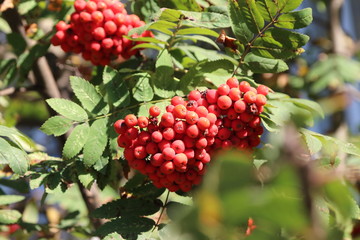 Spring Flowers in Moscow, year 2017