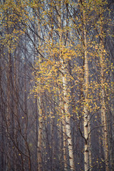 Autumn yellow leaves on Birch Tree's in a Cumbrian forest.