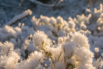 First snow of the year on still green berry plants.