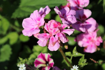 Fototapeta premium Spring Flowers in Moscow, year 2017