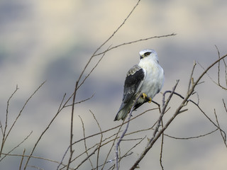 Black-winged Kite Portrait