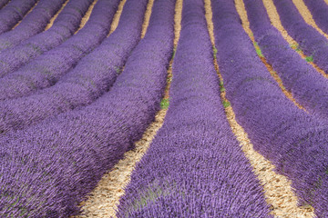 Fototapeta na wymiar view of the lavender fields in the alpes de hautes provence, on the plateau of valensole, near the luberon