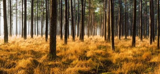 Wide panoramic view of Pine forest with beautiful golden morning side light.