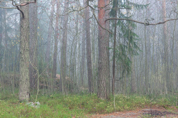 Forest scene at foggy day in Finland