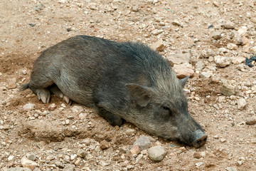 Close up of a little wild boar lay down and sleeping on the sand