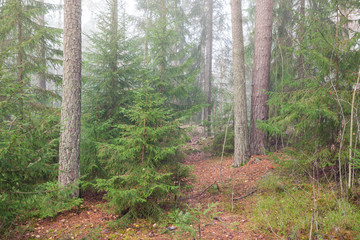 Forest scene at foggy day in Finland