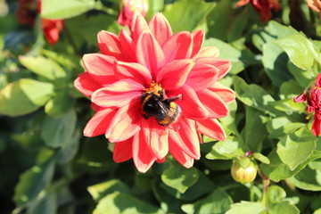 Bumblebee in the flower