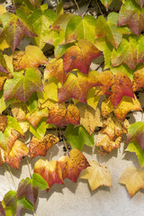 Amazing autumn background with Victoria creeper five-leaved ivy leaves creeping on white wall in sunlight with various fall colo