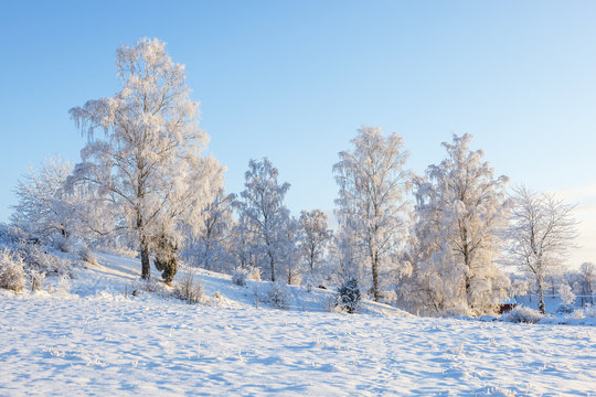 Birch grove in a snowy winter landscape